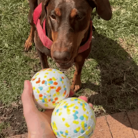 Bola Ultraresistente Para Cães