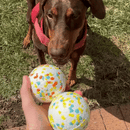 Bola Ultraresistente Para Cães