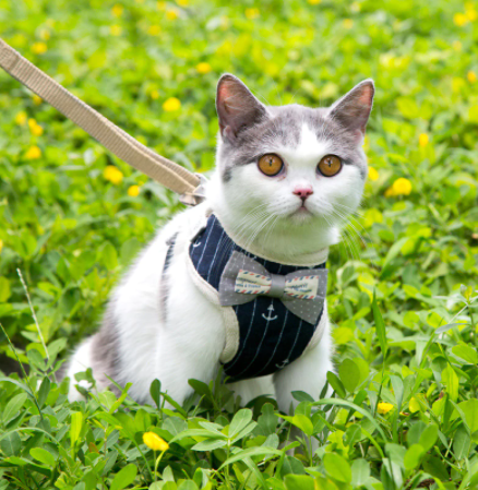 Peitoral Paris | Para Gato