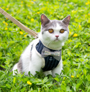 Peitoral Paris | Para Gato