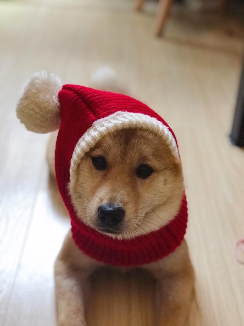 Gorro Papai Noel  | Para cachorro e gato