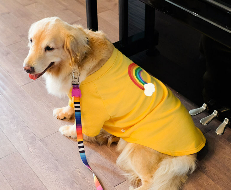 Moletom Big Rainbow | Para Cachorro