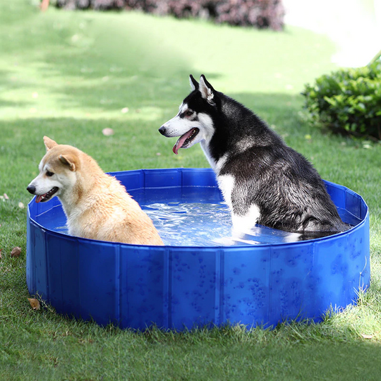 Piscina Portátil | Para Cachorro