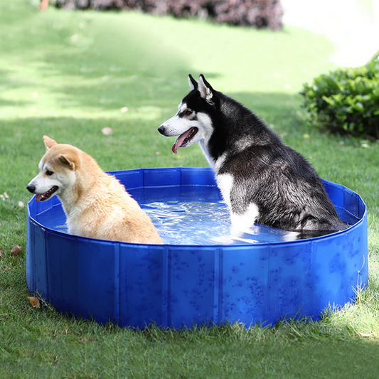 Piscina Portátil | Para Cachorro