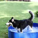 Piscina Portátil | Para Cachorro